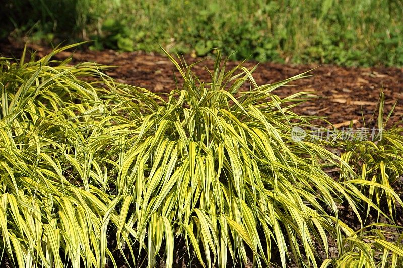 Hakonechloa macra草